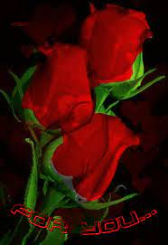 Pin De Marta En Rosas Rojas Rosas Rojas Rosas