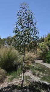 Another species that can be a mallee, red cap gum trees are attractive to birds, but the limbs are prone to breaking. Ufei Selectree A Tree Selection Guide