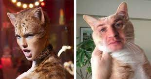 10 Hilarious Memes About Cats 2019 That Will Make You Laugh