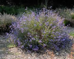 Cleveland sage is a beautiful, fast growing and highly aromatic species of sage native to the coast of southern california and northern baja california. Salvia Clevelandii Winifred Gilman Spring Blooms Inland Valley Garden Plann California Native Plants California Native Landscape California Native Garden