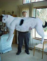 World S Biggest Cat Duh Big Animals Giant Cat Cute Cats And Kittens