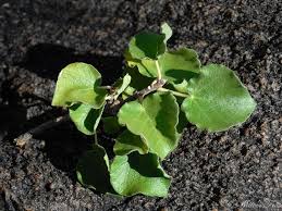 Image result for Ficus tettensis