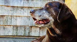 Healthy Diets For Older Dogs And Cats Dogs Pets Pet Dogs