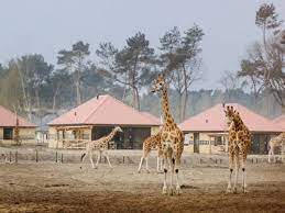 Hier kan je op safari gaan, een duik nemen in het zwembad en. Trfihi Parks Parks Safaripark Beekse Bergen