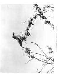 Image result for Sopubia ugandensis