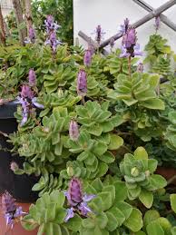 Image result for Coleus neochilus
