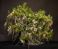 Image result for Rangaeris