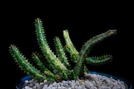 Image result for Huernia levyi