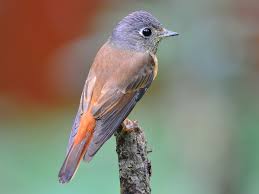 Image result for Vangueria ferruginea