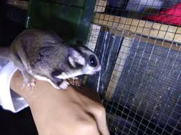Boleh bagi sugar glider makan telur rebus (putih telur je) dan ayam rebus. Sugar Glider Perlengkapan Hewan Makanan Hewan Di Carousell
