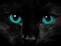 When I Look Into The Eyes Of An Animal Look Into My Eyes Obey My Every Command I Own You Black Cat Black Cat Superstition Cat Pics
