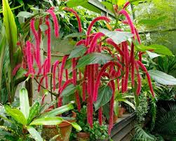 Image result for Acalypha hispida