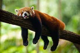 13 They Are The World S Most Adorable Sleepers Red Panda Animal Photography Panda Facts