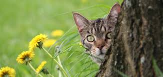 How to keep cats and foxes out of your garden. Keep Your Garden Contained How To Keep Cats Out Of Your Garden Electric Fence Online