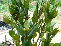Image result for Garcinia acutifolia