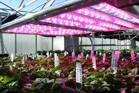Many plants grow well in a bright location in the home. Lighting Of Plants With Artificial Light Horticulture Lighting Rutronik