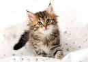 Allergies - Siberian Cats