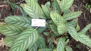 Image result for Dierama cupuliflorum