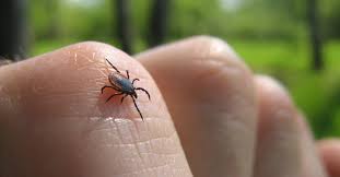 Image result for Tick Removal