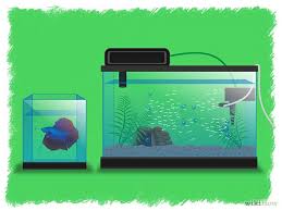 How To Breed Betta Fish Breeding Betta Fish Betta Fish Tank Betta Fish