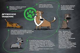 Who let the dogs out with scooby doo and the dogs from the cole la casa. Pin By Gold Fish On I Love Dogs I Love Dogs Scooby Doo Scooby
