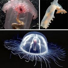 Scary Seas 21 Terrifying Real Life Deep Ocean Creatures Urbanist Deep Sea Creatures Ocean Creatures Scary Sea Creatures