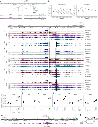 Control of directionality of chromatin folding for the inter- and  intra-domain contacts at the Tfap2c–Bmp7 locus