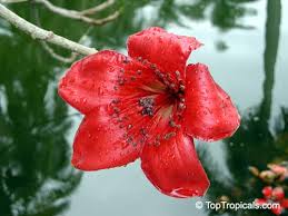 Image result for Bombax