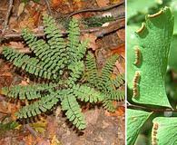 Image result for Adiantum poiretii