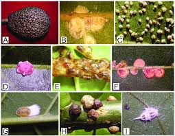 If you grow your own citrus fruit you need to know about scale insects as they are. Common Scale Insects On Avocado Trees Diaspididae A Hemiberlesia Download Scientific Diagram