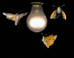 Lights With Moths Flying All Around Google Search Falena Luci Inquinamento Luminoso