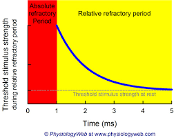 Refractory Periods Neuronal Action Potential Physiologyweb
