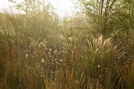 Olympic Gardens Europe Olympic Garden Naturalistic Garden Lake Garden