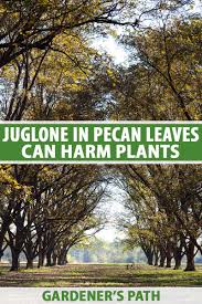 How long do pecan trees live. Juglone In Pecan Leaves Can Harm Plants Gardener S Path