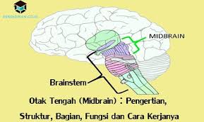 Otak Tengah Midbrain Pengertian Manfaat Dan Fungsinya