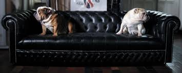 Check spelling or type a new query. Dog Cat Proof Sofas How To Choose Protect Your Couch Sofas By Saxon
