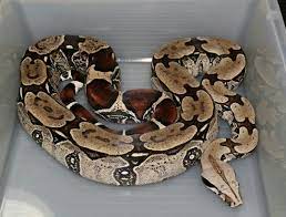 Pin By Teresa Jones On Reptiles Snake Lovers Cute Reptiles Boa Constrictor