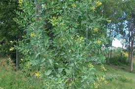 Image result for Nicotiana glauca