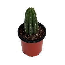 El san pedro es un cactus en froma de columna, largo, que crece rápido, mucho más que el peyote (link). Cactus San Pedro Comprar Efectos Flor Y Propiedades