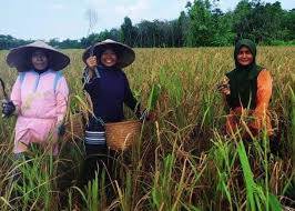 Gawe karir adalah portal informasi dunia kerja dan penghubung antara calon tenaga kerja/pencari kerja dengan perusahaan sehingga terjalin kerjasama yang solid dan menguntungkan kedua belah pihak. In Times Of Pandemic Indonesian Peasants Upholds Food Sovereignty And Solidarity Via Campesina