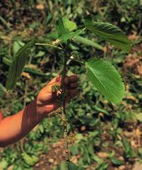 Image result for Urera