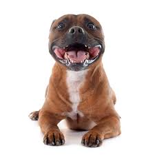 Ce chien apprécie donc la compagnie des membres de son espace. Cane Staffordshire Bull Terrier Caratteristiche E Foto