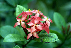 Maybe you would like to learn more about one of these? Ixora Coccinea Wikipedia