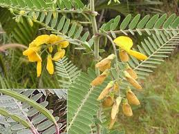 Image result for Sesbania sericea