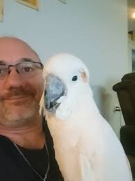 Moluccan Cockatoo (M2)