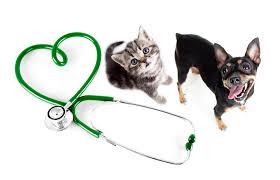 Maybe you would like to learn more about one of these? Pet Wellness Clinics Chow Hound Pet Supplies