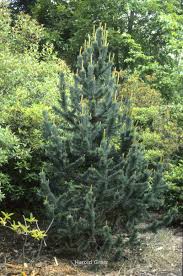 Image result for Pearsonia aristata