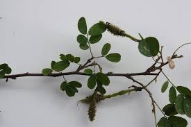 Image result for Ormocarpum