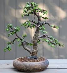 Repotting a money tree bonsai. Crassula Ovata Jade Plant Money Plant How To Care Guide