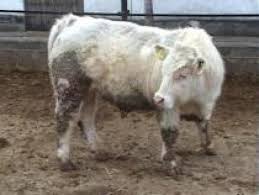 Reali,cutie automata,pilot automat,consum 8% urban,ac,abs,asr,srd,airbag. Romania Ferme Vaci Vitei Taurasi Moiseradu